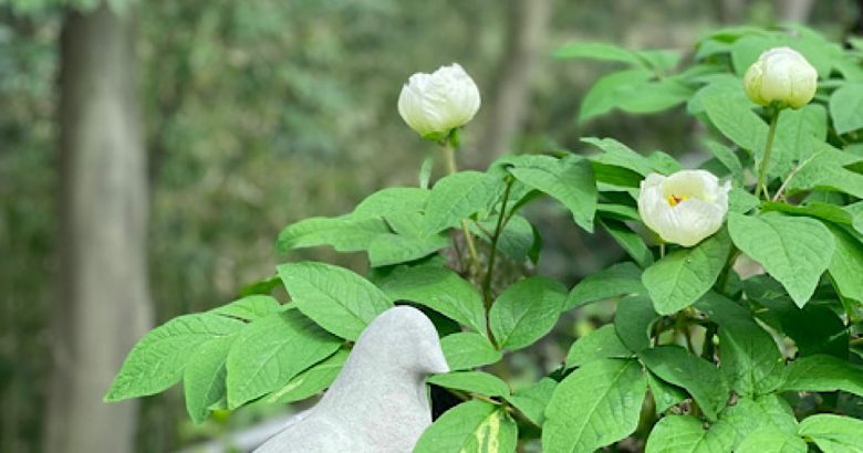 鉛筆淡彩 山芍薬-